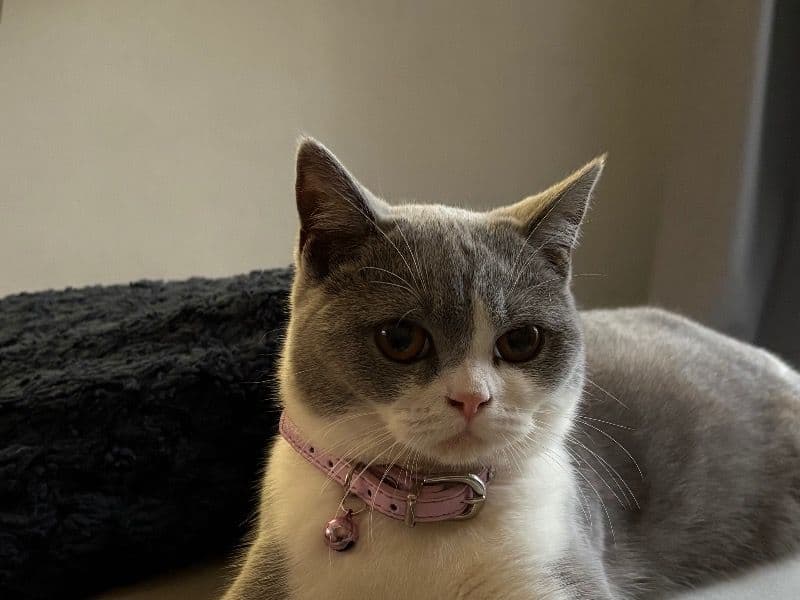 Kitty primary photo