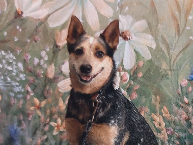 Ichi primary photo