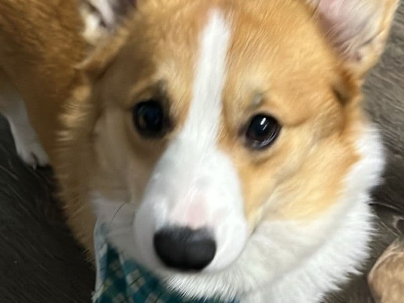 Charlie primary photo