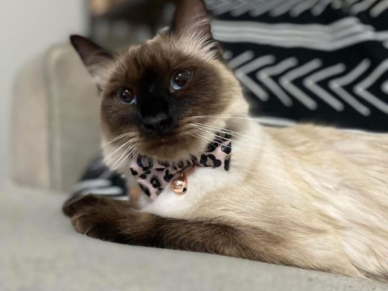 Fiona primary photo