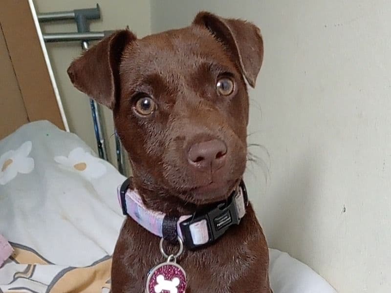 Patterdale Terrier 9 months old female small named Coco for breeding in Caerdydd, Cymru | Petmeetly