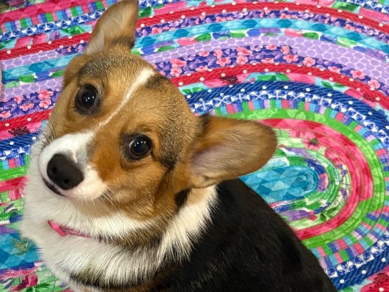 Corgi 1 year 9 months old female small named Trixie for breeding in Florence County, South Carolina | Petmeetly
