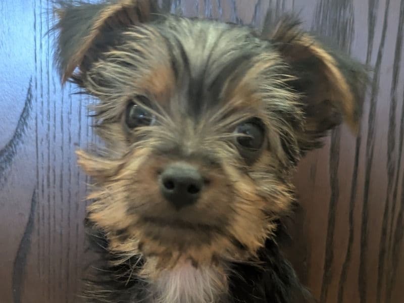 Teacup Yorkshire Terrier 3 months old female small named Bulldozer for sale in San Bernardino County, California | Petmeetly