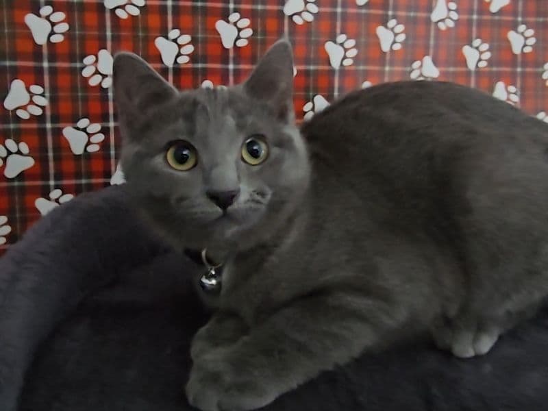 Russian Blue 3 months old female named Olive for adoption in Greenville, Michigan | Petmeetly