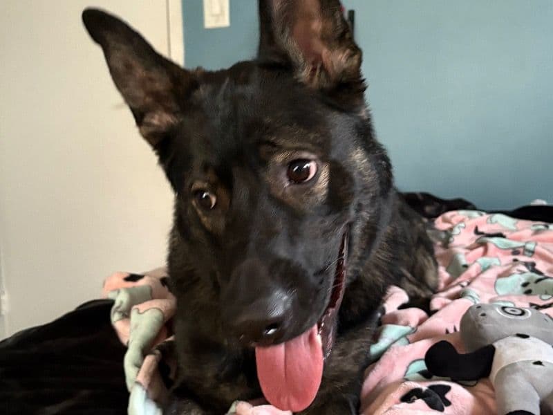 German Shepherd 1 year old male large named Chaze for breeding in Arlington County, Virginia | Petmeetly