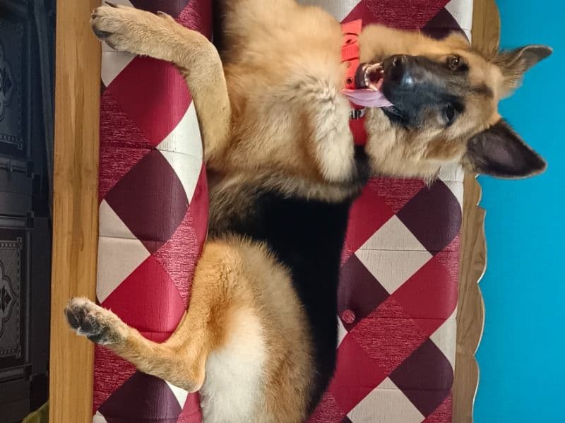 German Shepherd 1 year 11 months old male large named Tyson for breeding in Chennai, Tamil Nadu | Petmeetly