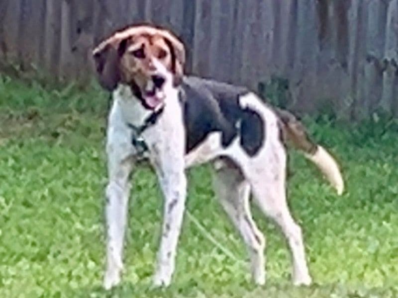 Rocket primary photo