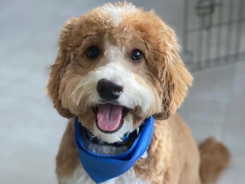 Thor primary photo