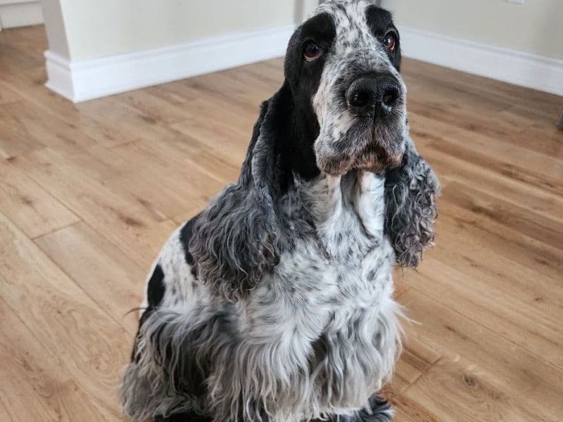 Finn primary photo