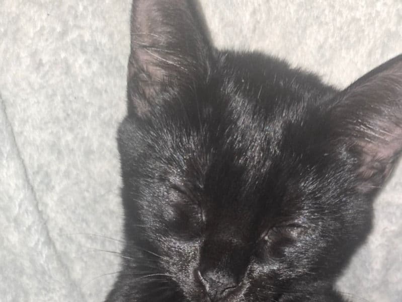 American Shorthair 1 year 2 months old male named Marcus? for breeding in Palm Beach County, Florida | Petmeetly