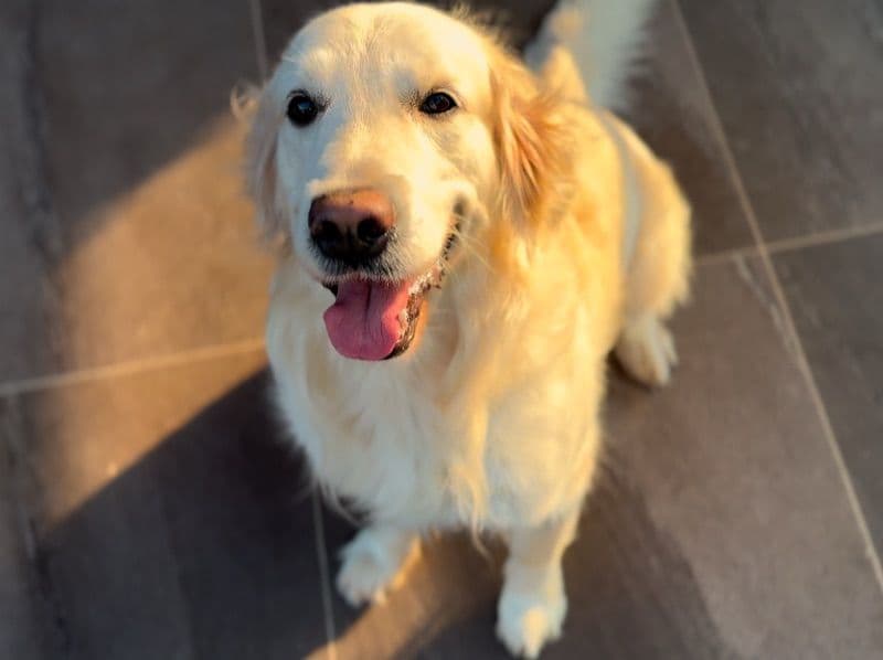 Golden Retriever 5 years 6 months old male large named Nano for breeding in Telangana | Petmeetly