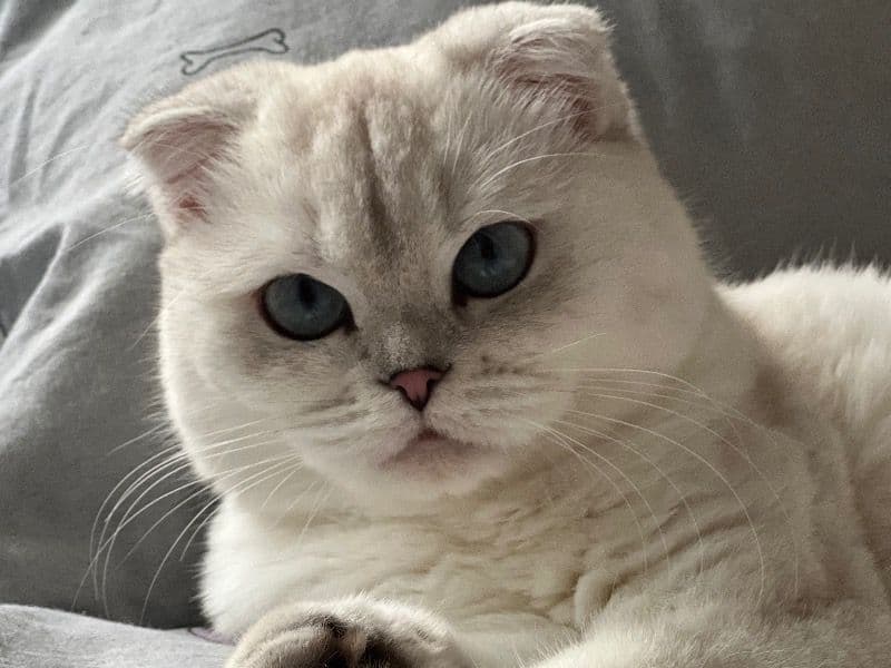 Scottish Fold 3 years 2 months old female named Snow for breeding in Greater London, England | Petmeetly