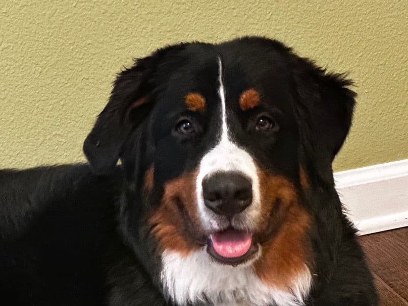 Maximus primary photo