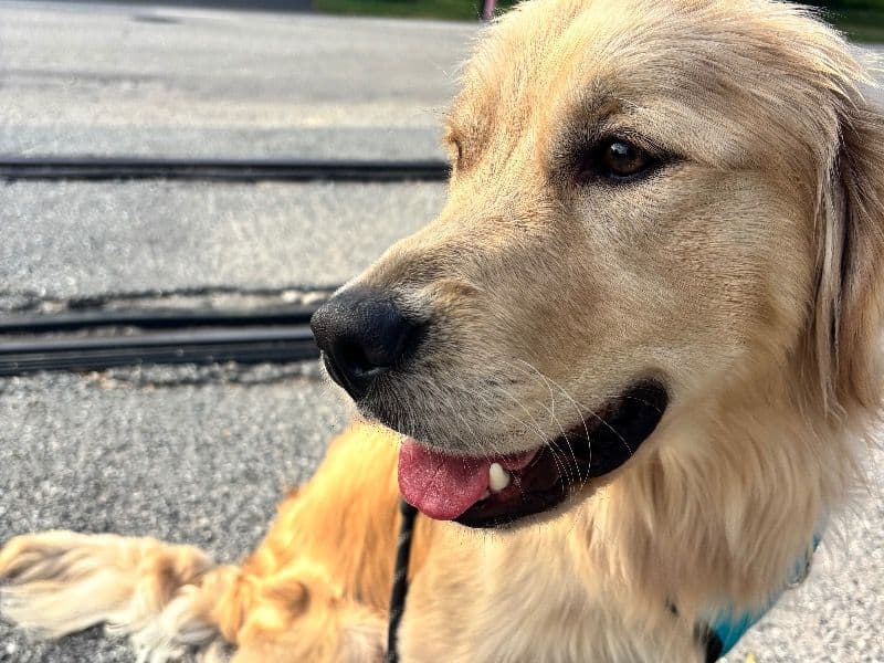 Golden Retriever 1 year old male large named Scooby Doo for breeding in Lake County, Florida | Petmeetly