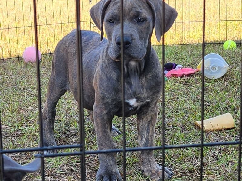 Cane Corso 3 months old male large named Paco for sale in Baldwin County, Alabama | Petmeetly