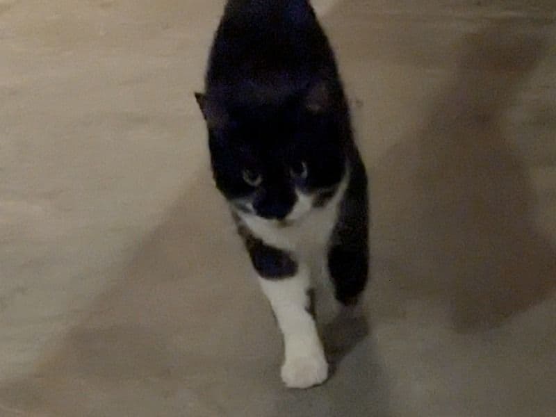 American Longhair 1 year 4 months old male named Kujo for sale in Wheatland County, Alberta | Petmeetly