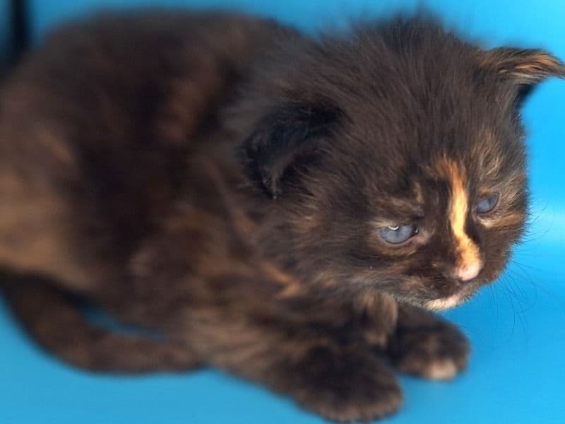 Maine Coon 1 month old female named Raven for sale in Paulding County, Georgia | Petmeetly