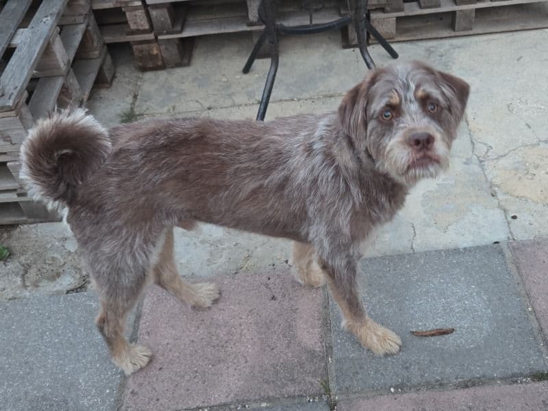 Newfidoodle 1 year 5 months old male large named Loki for adoption in Kent, England | Petmeetly