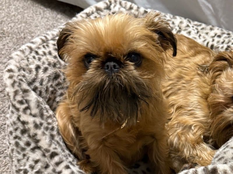 Brussels Griffon 3 years 9 months old female small named Ruby for breeding in Pemiscot County, Missouri | Petmeetly