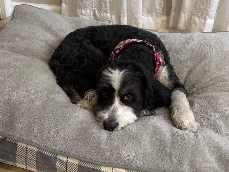 Mini Bernedoodle 6 years 3 months old female medium named Isabelle for breeding in Berkeley County, South Carolina | Petmeetly
