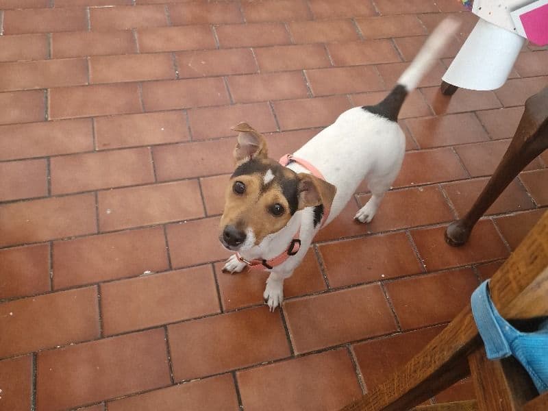 Jack Russell Terrier 2 years 7 months old female small named Libi for breeding in Surrey, England | Petmeetly