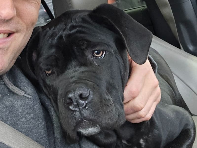 Cane Corso 5 months old female medium named Luna for sale in Umatilla County, Oregon | Petmeetly