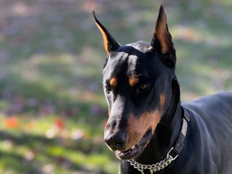 Doberman 2 years 2 months old male large named Drax for breeding in Boulder County, Colorado | Petmeetly