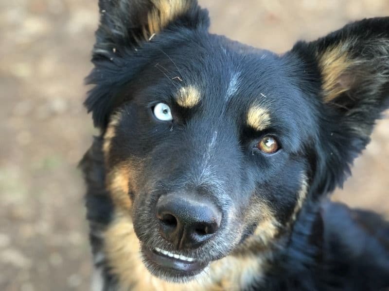 Australian Cattle Dog 3 years old male medium named Roscoe for breeding in Los Angeles County, California | Petmeetly