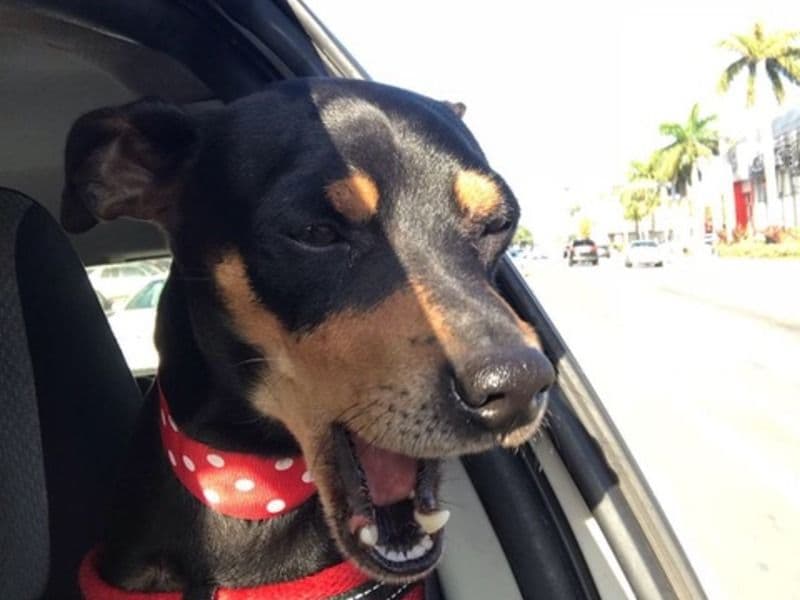 German Pinscher 9 years old male medium named Quan for breeding in Miami-Dade County, Florida | Petmeetly