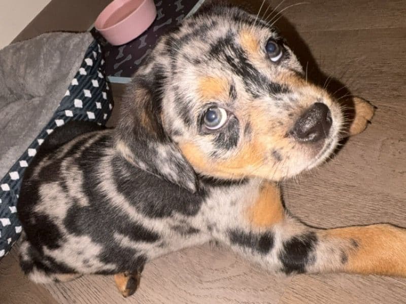 Catahoula Leopard Dog 4 months old female small named Cookie for sale in Brevard County, Florida | Petmeetly