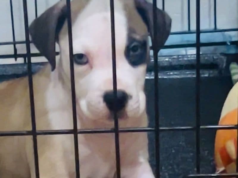 American Bully 3 months old female small named Blue for sale in Bronx County, New York | Petmeetly