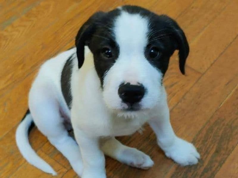 Mookie primary photo