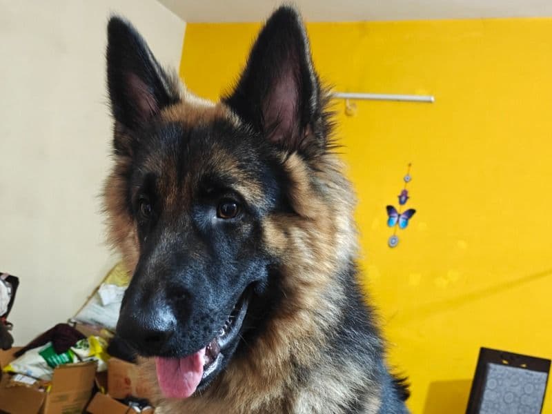 German Shepherd 1 year old male medium named Leo for breeding in Hyderabad, Telangana | Petmeetly