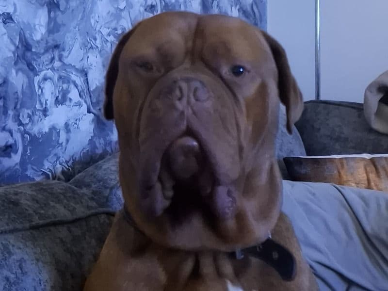 Dogue de Bordeaux 4 years 4 months old male large named Dexter for breeding in Greater Manchester, England | Petmeetly
