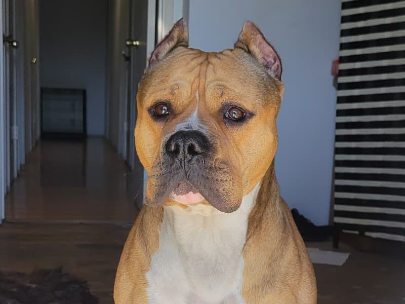 Tyson primary photo