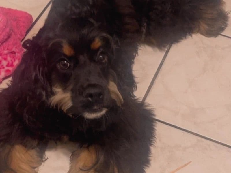 English Cocker Spaniel 1 year old female small named Masha for breeding in Los Angeles County, California | Petmeetly