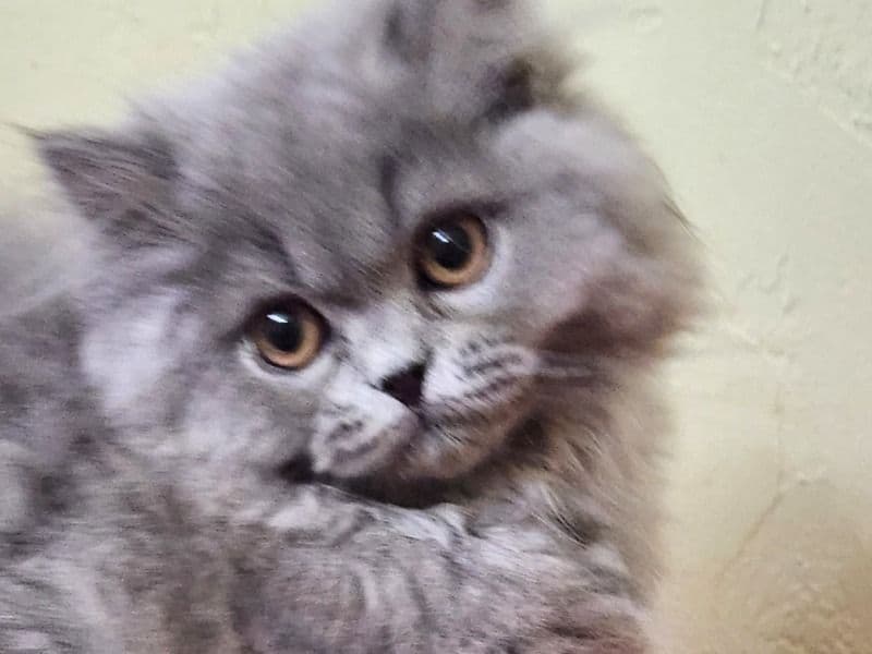Persian 9 months old male named Smokey for sale in Alachua County, Florida | Petmeetly