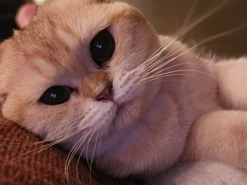 Honey  - Scottish Fold success story