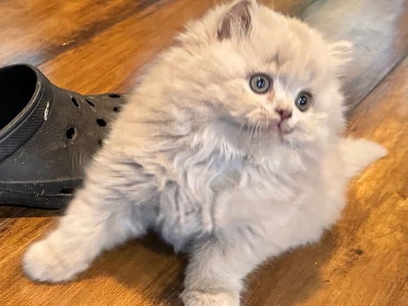 British Longhair 8 months old male named Prince for sale in Metro Vancouver, British Columbia | Petmeetly