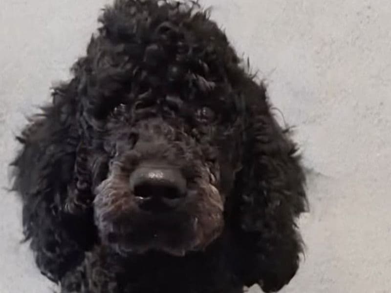 Goldendoodle 1 year 9 months old male large named Ace for breeding in Ventura County, California | Petmeetly