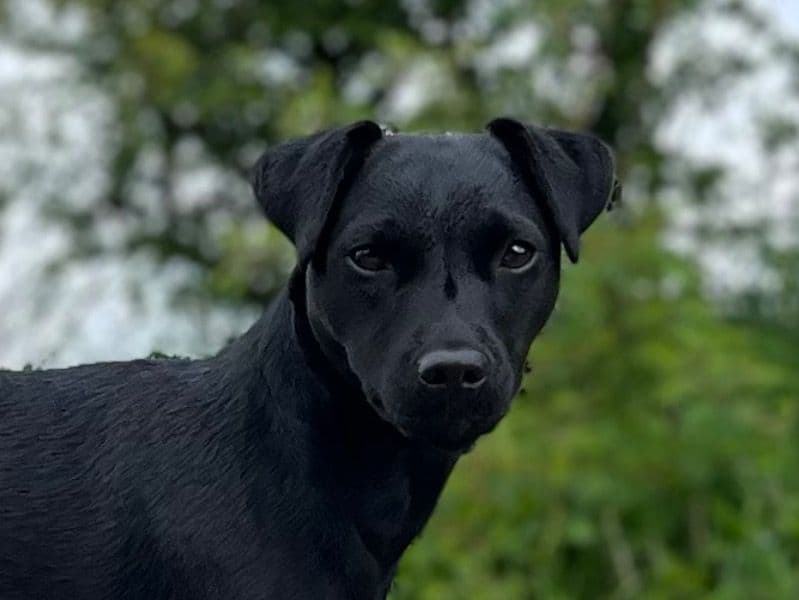 Patterdale Terrier 3 years 1 month old female medium named Pepper for breeding in Highland Council, Scotland | Petmeetly