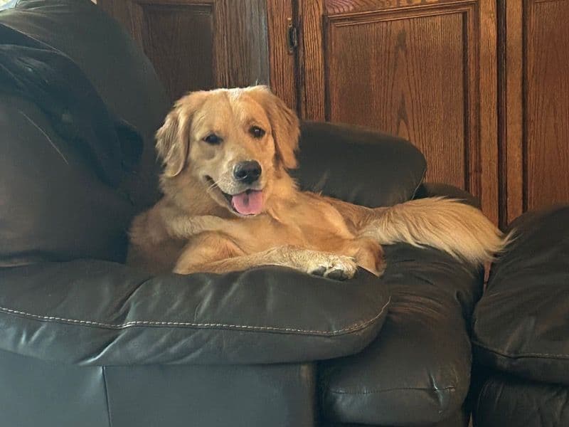 Golden Retriever 2 years 6 months old female medium named Sunshine for breeding in Sacramento County, California | Petmeetly