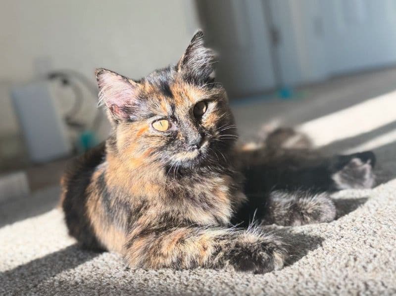 Norwegian Forest Cat 1 year 5 months old female named Ember for breeding in San Diego County, California | Petmeetly