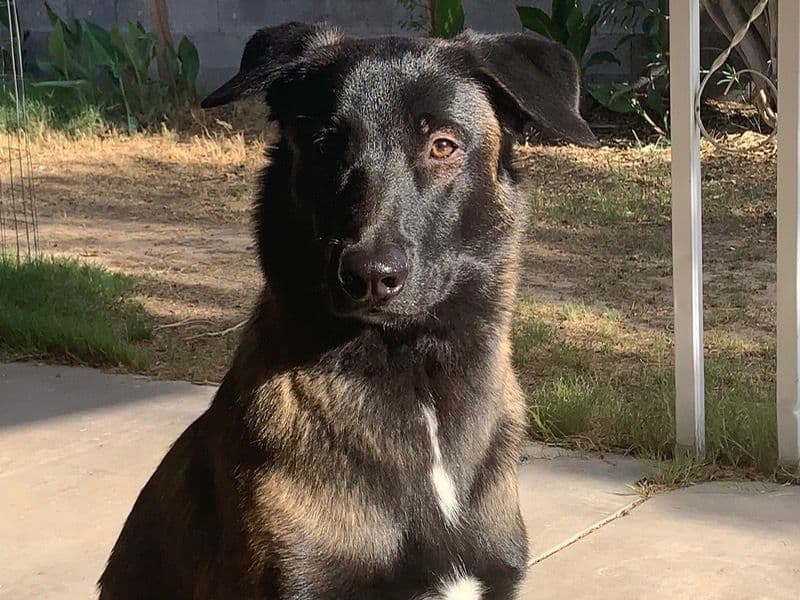 Rolo primary photo