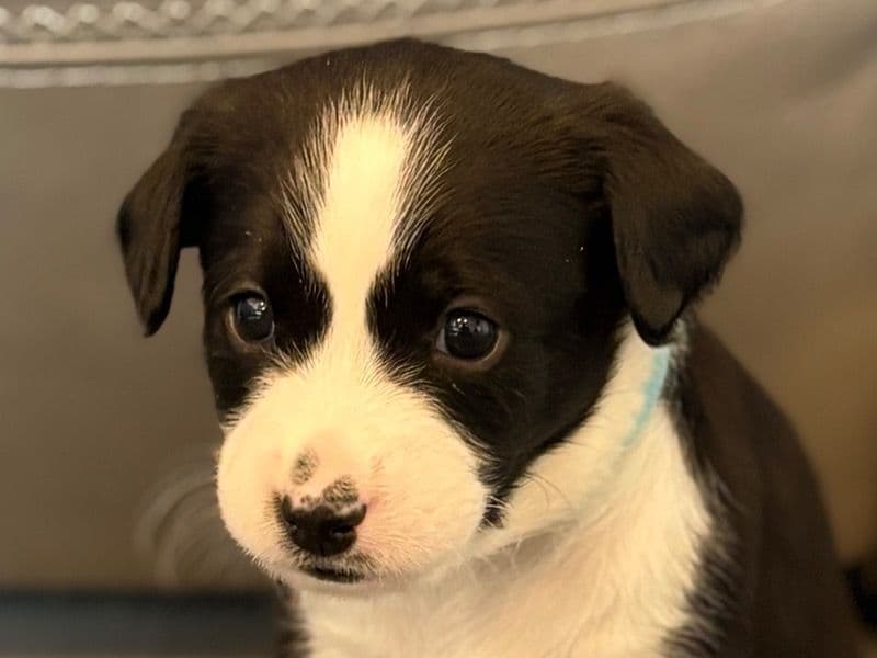 Basenji 1 month old male small named Zuko for sale in Utah County, Utah | Petmeetly