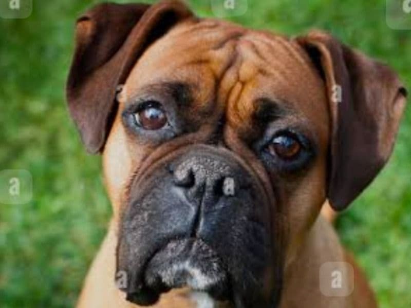 Zufi primary photo