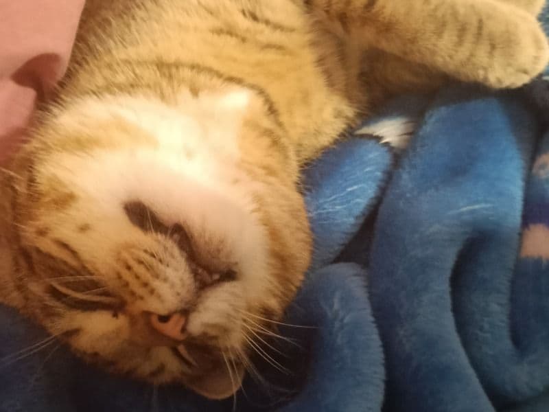 Tabby 1 year old male named Jingles for breeding in Wollongong City Council, New South Wales | Petmeetly