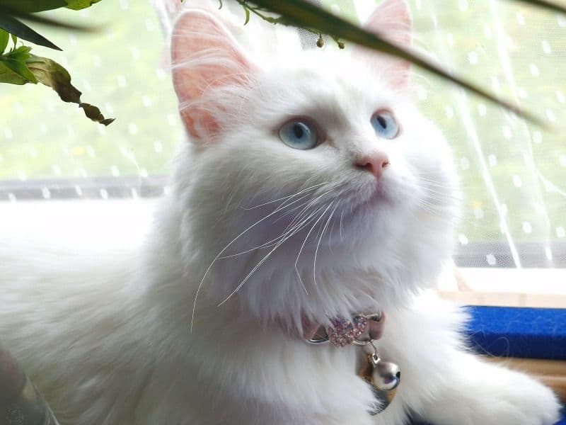 Turkish Angora 2 years 5 months old female named Snow for breeding in Greater Manchester, England | Petmeetly