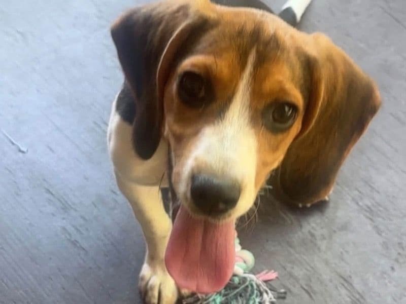 Minnie - Beagle | Petmeetly