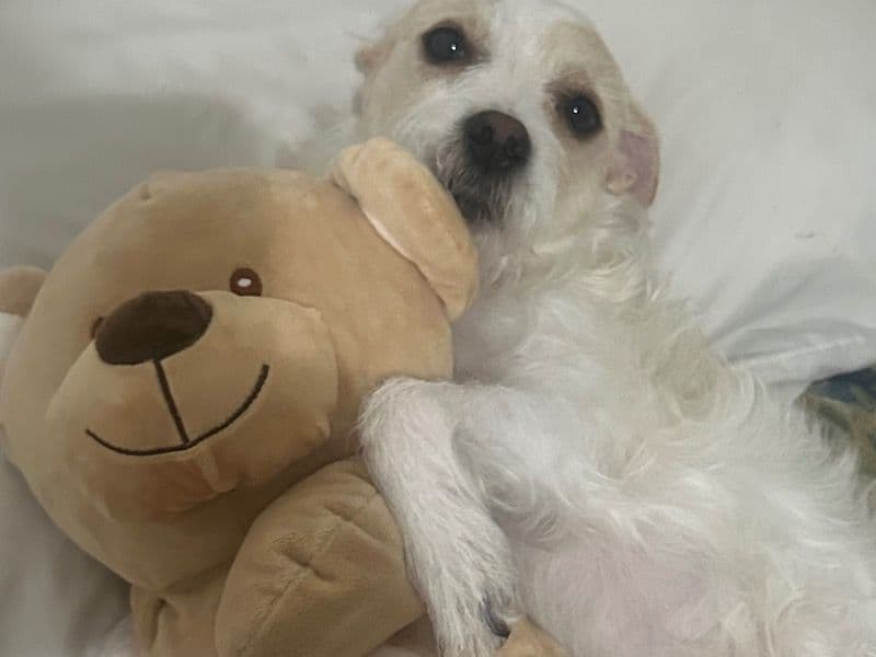 Taco Terrier 5 years 4 months old male small named Coco for breeding in Franklin County, Pennsylvania | Petmeetly